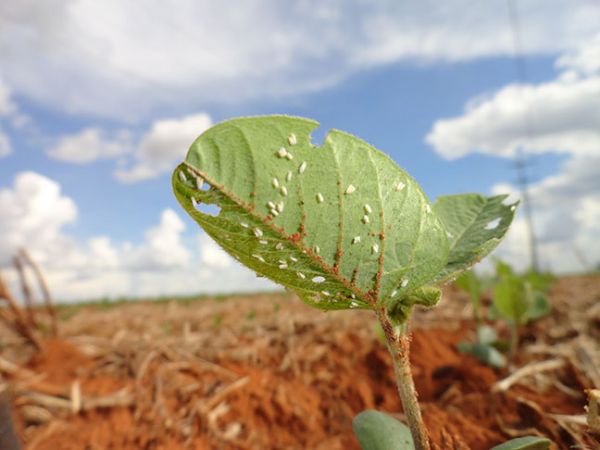 Efficient Agro Aduana - Assessoria em Importao / Exportao de Sementes e Mudas