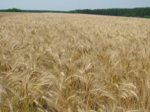Efficient Agro Aduana - Assessoria em Importao / Exportao de Sementes e Mudas