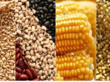 Efficient Agro Aduana - Assessoria em Importao / Exportao de Sementes e Mudas