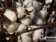 Efficient Agro Aduana - Assessoria em Importao / Exportao de Sementes e Mudas